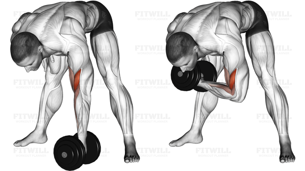 Dumbbell Standing Concentration Curl