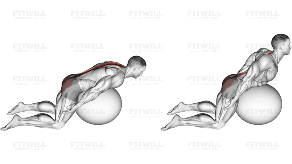 Exercise Ball Back Extension With Arms Extended
