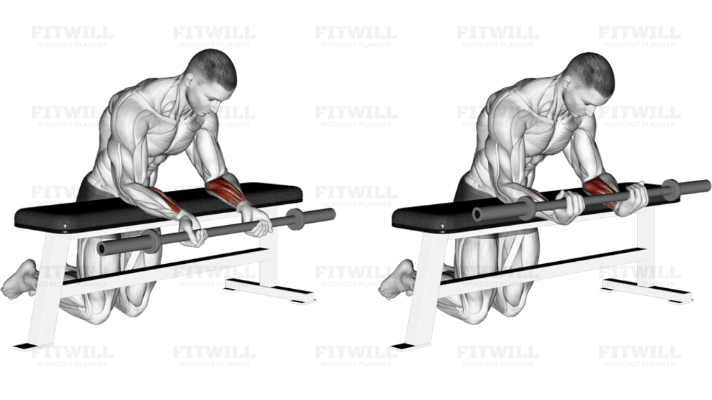 Barbell Palms Up Wrist Curl Over A Bench
