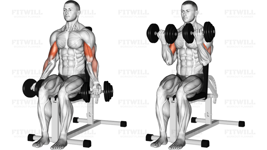 Dumbbell Seated Bicep Curl