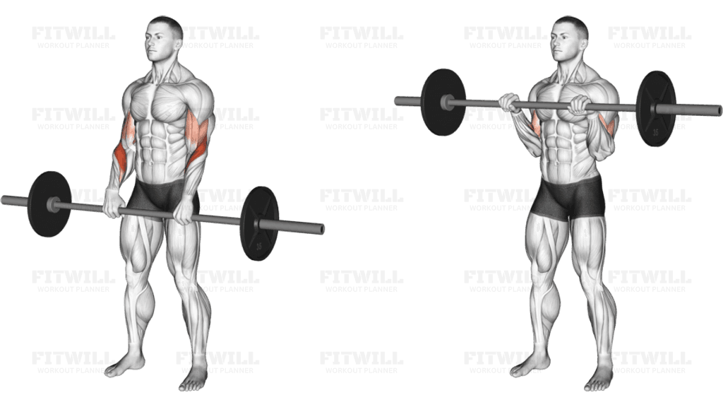 Barbell Reverse Curl