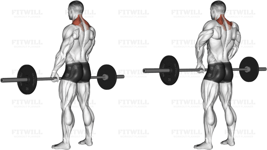 Barbell Shrug