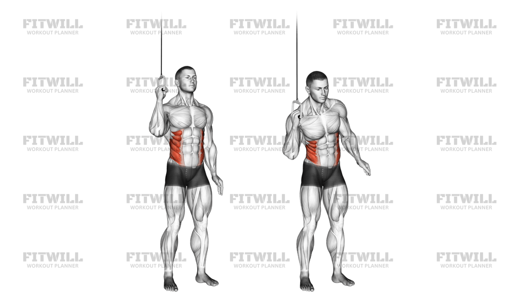 Cable Side Crunch