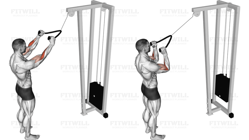 Cable Standing Pulldown (with rope)