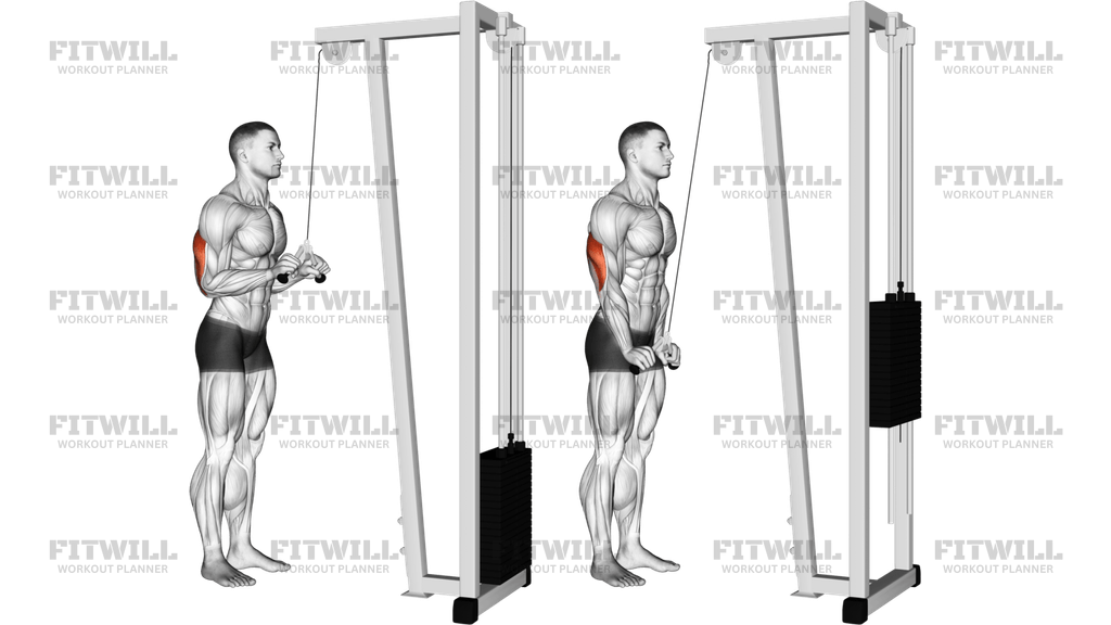 Cable V-Bar Triceps Pushdown