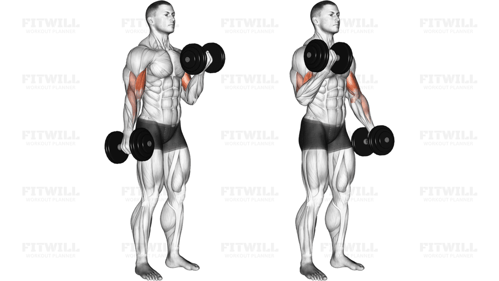 Dumbbell Alternate Biceps Curl