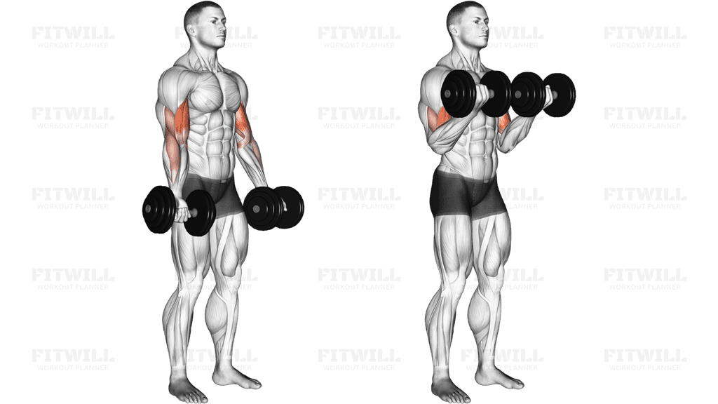 Dumbbell Biceps Curl