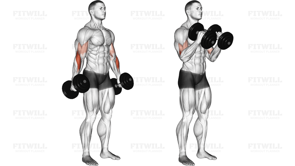 Dumbbell Hammer Curl (version 2)