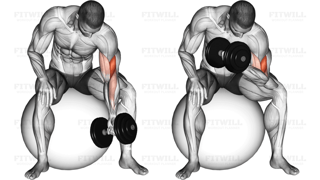 Dumbbell One Arm Concetration Curl (on stability ball)