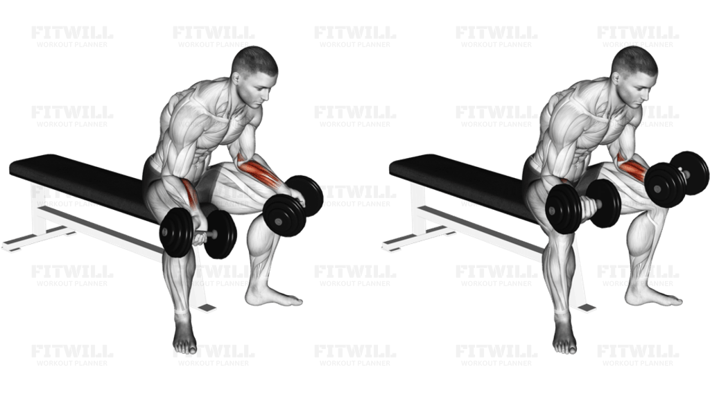 Dumbbell Seated Palms Up Wrist Curl