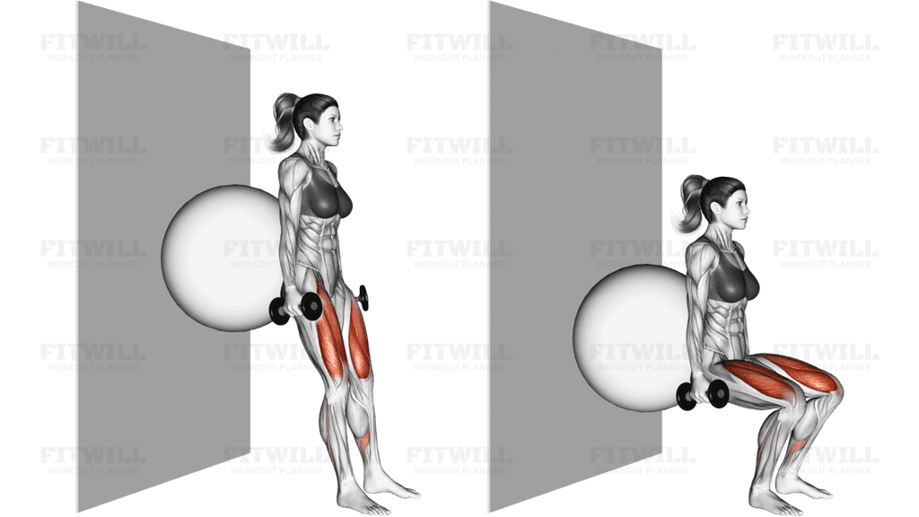 Dumbbell Squat (back on stability ball wall)