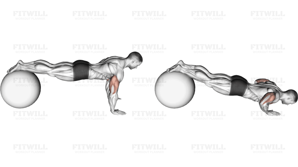 Push-Up (on stability ball)