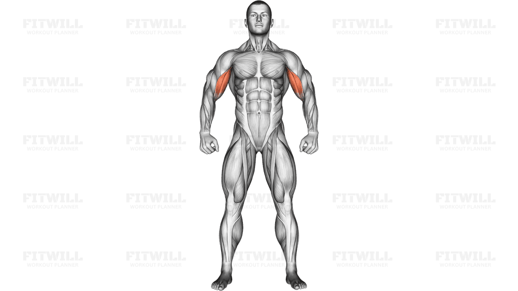 Body muscles. Front view