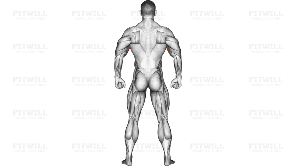 Body muscles. Back view