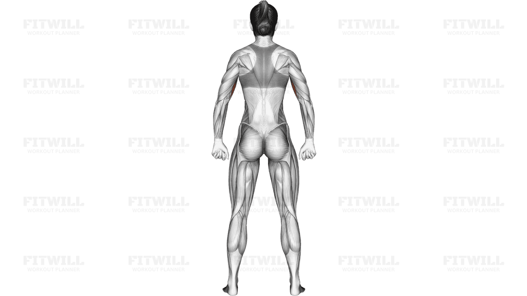 Body muscles. Female. Back view