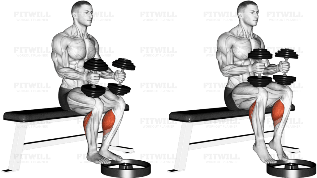 Dumbbell Seated Calf Raise