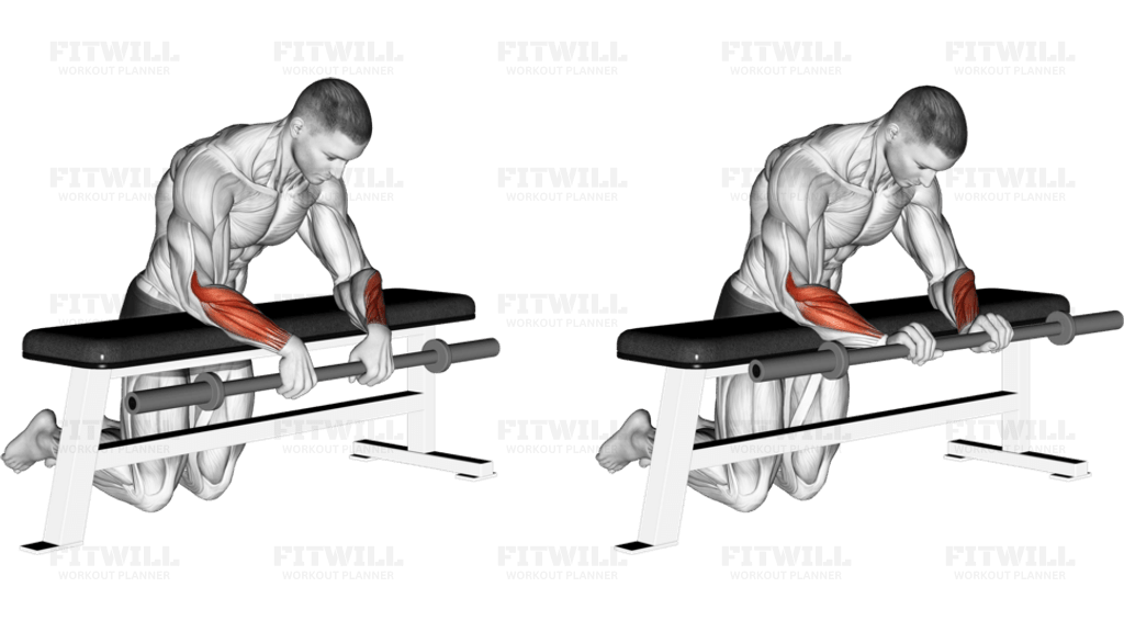 Barbell Palms Down Wrist Curl Over A Bench