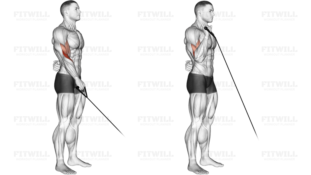 Cable Reverse One Arm Curl