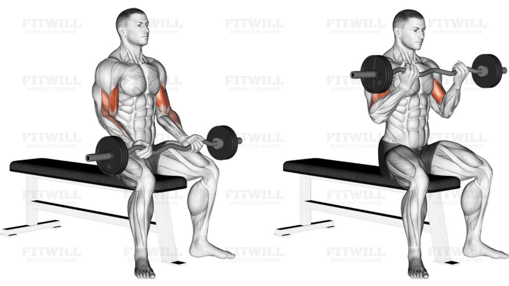 EZ Barbell Seated Curls