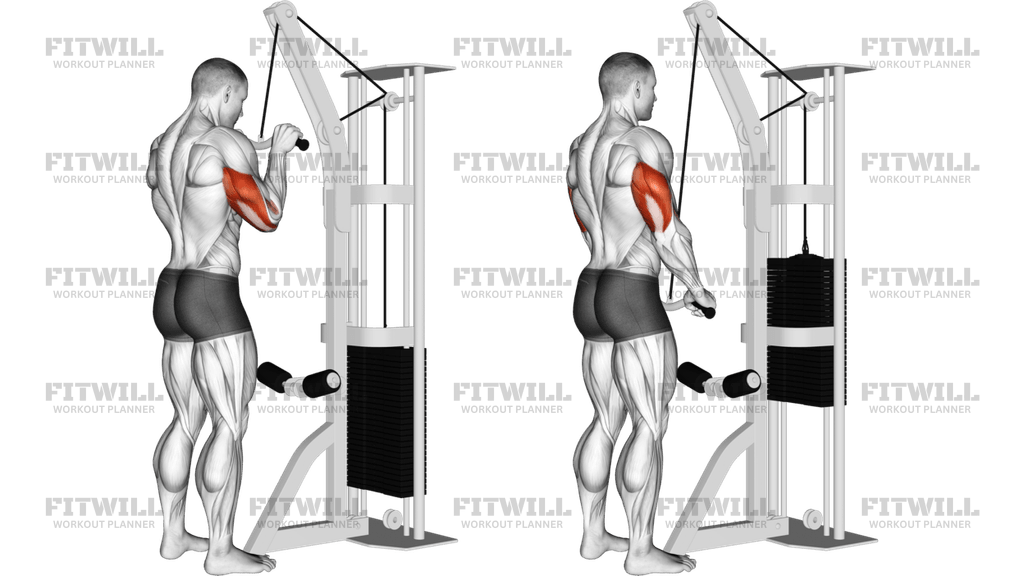 Cable EZ-Bar Triceps Pushdown