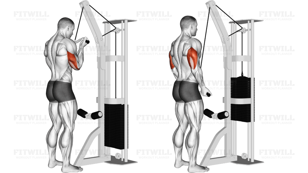 Cable Reverse Grip Triceps Pushdown (SZ-bar)