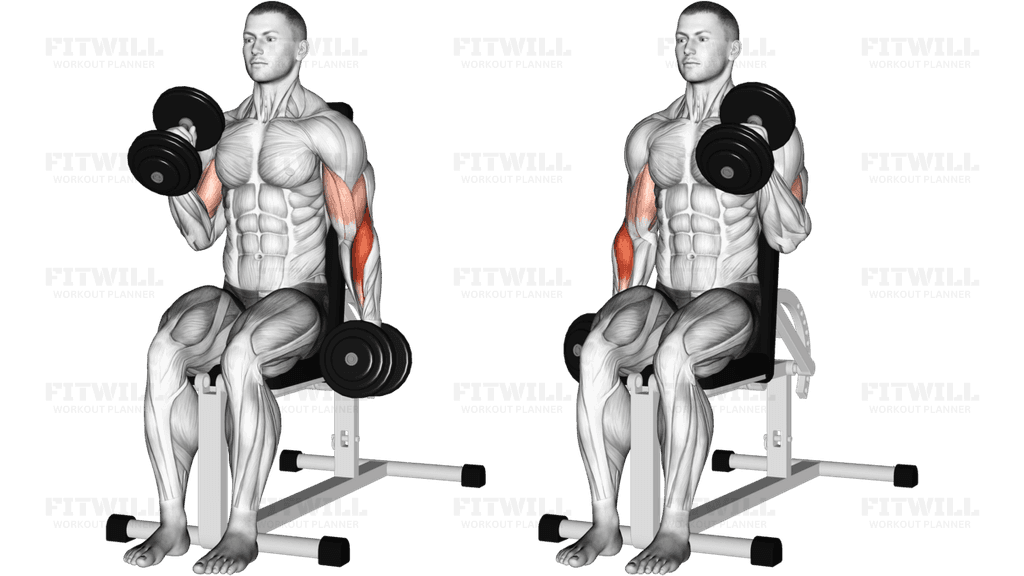 Dumbbell Alternate Seated Hammer Curl