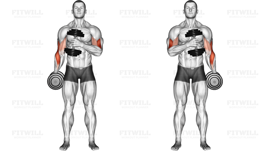 Dumbbell Cross Body Hammer Curl