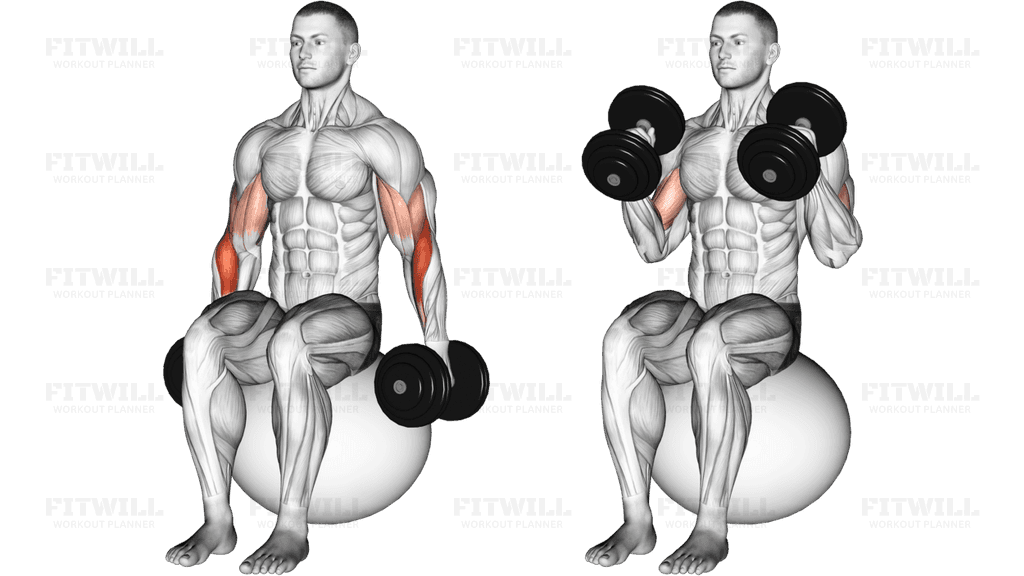 Dumbbell Hammer Curl on Exercise Ball