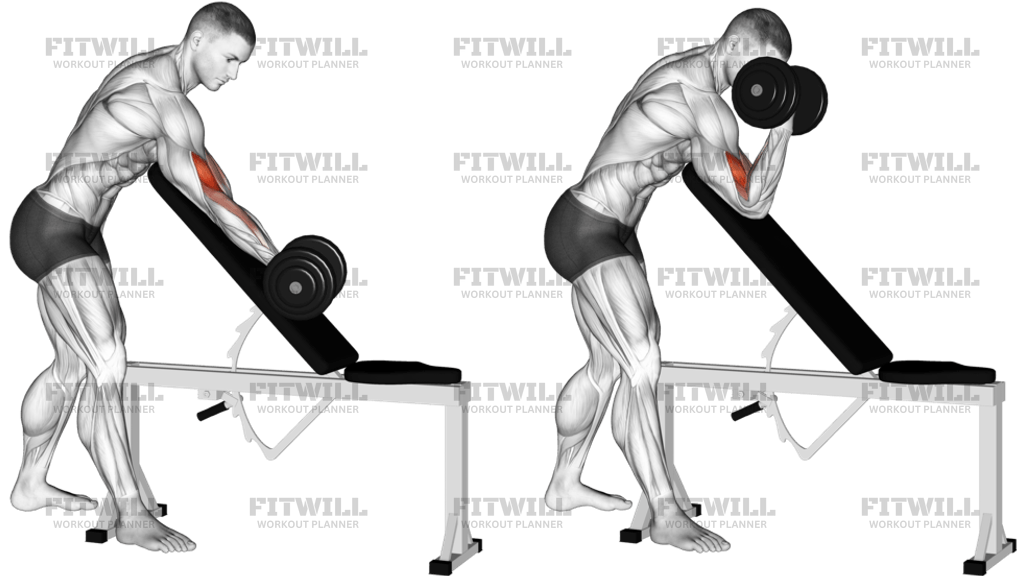 Dumbbell Standing One Arm Curl Over Incline Bench