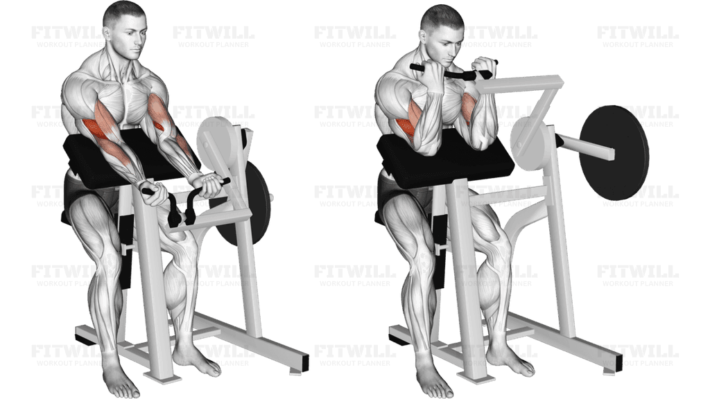 Lever Preacher Curl