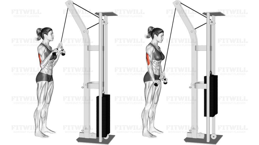 Cable Triceps Pushdown (V bar)