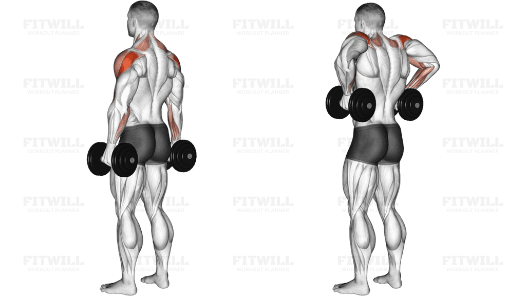 Dumbbell Rear Delt Raise