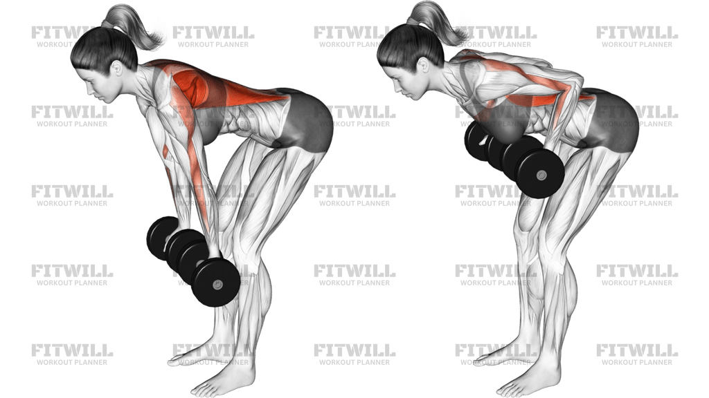 Dumbbell Reverse Grip Row