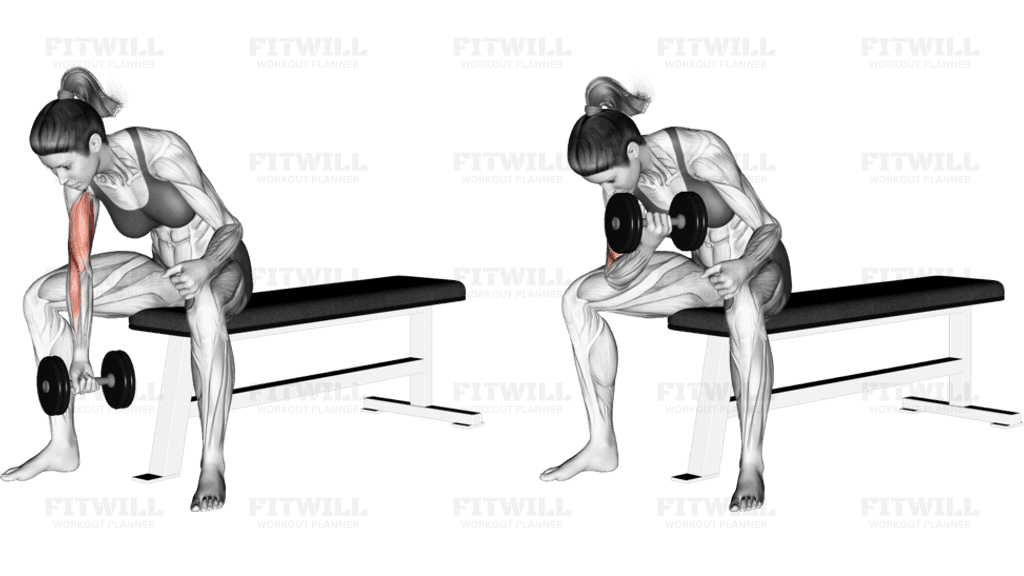 Dumbbell Concentration Curl