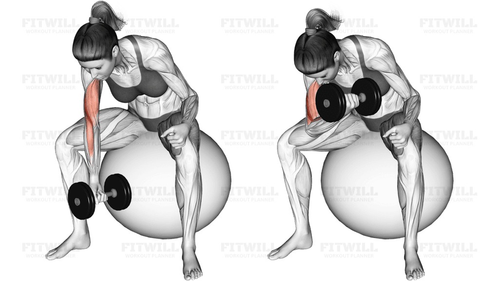 Dumbbell One Arm Concetration Curl (on stability ball)