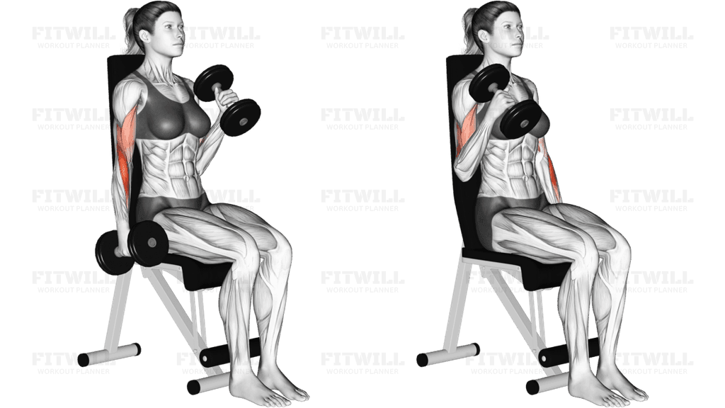 Dumbbell Alternate Seated Hammer Curl