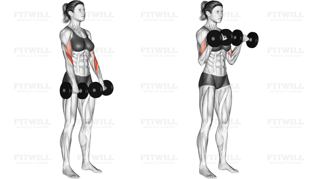 Dumbbell Biceps Curl Reverse