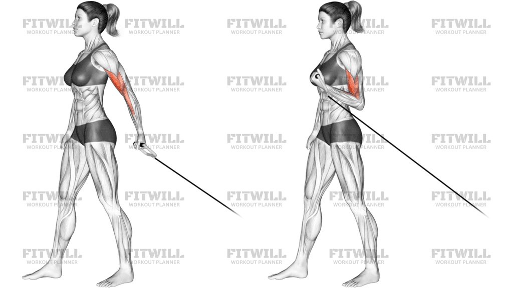 How to do Cable One Arm Biceps Curl (VERSION 2) Techniques, Benefits