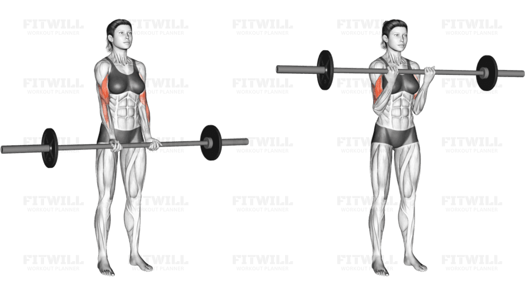 Barbell Standing Close Grip Curl