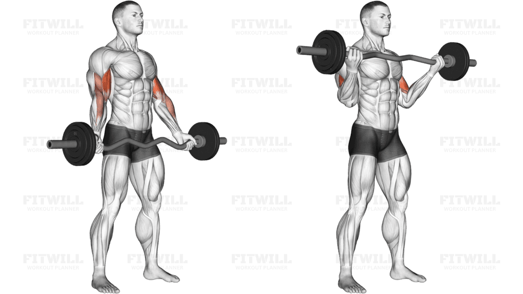 EZ-Barbell Standing Wide Grip Biceps Curl