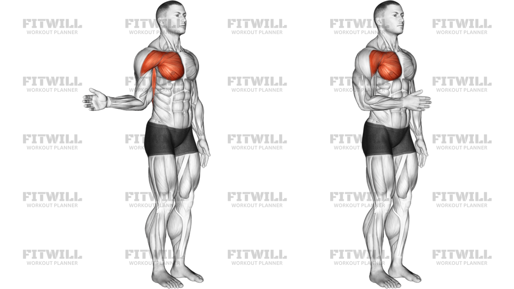 Shoulder - Medial Rotation (Internal Rotation) - Articulations