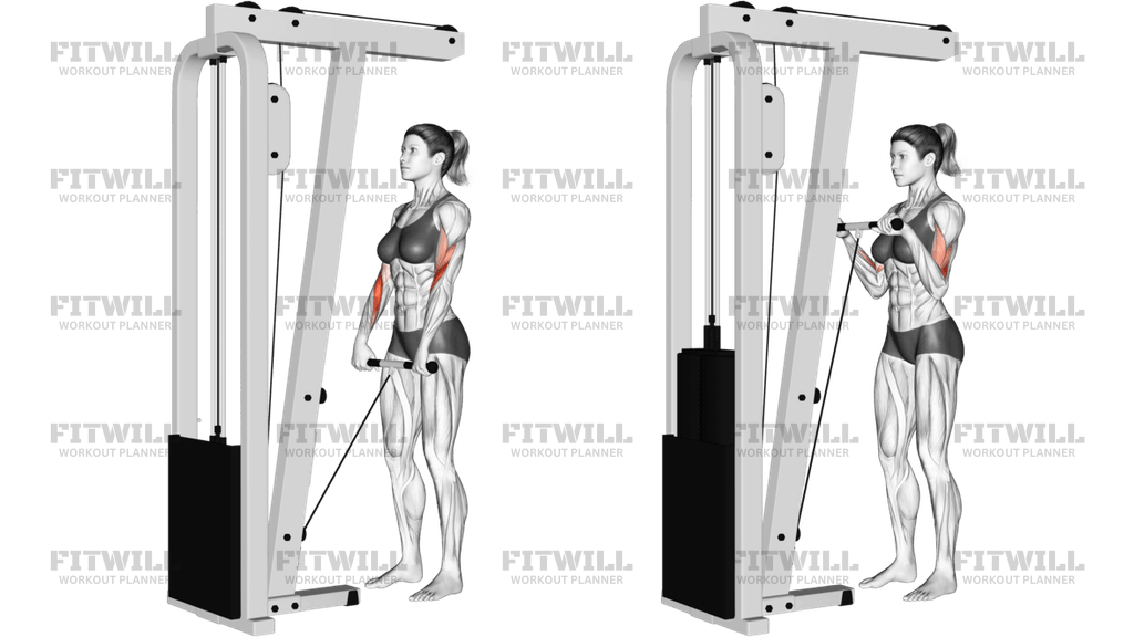 Cable Standing Reverse Grip Curl (Straight Bar)