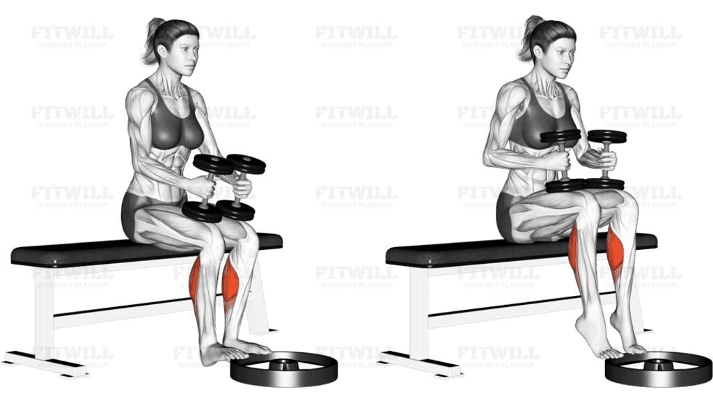 Dumbbell Seated Calf Raise