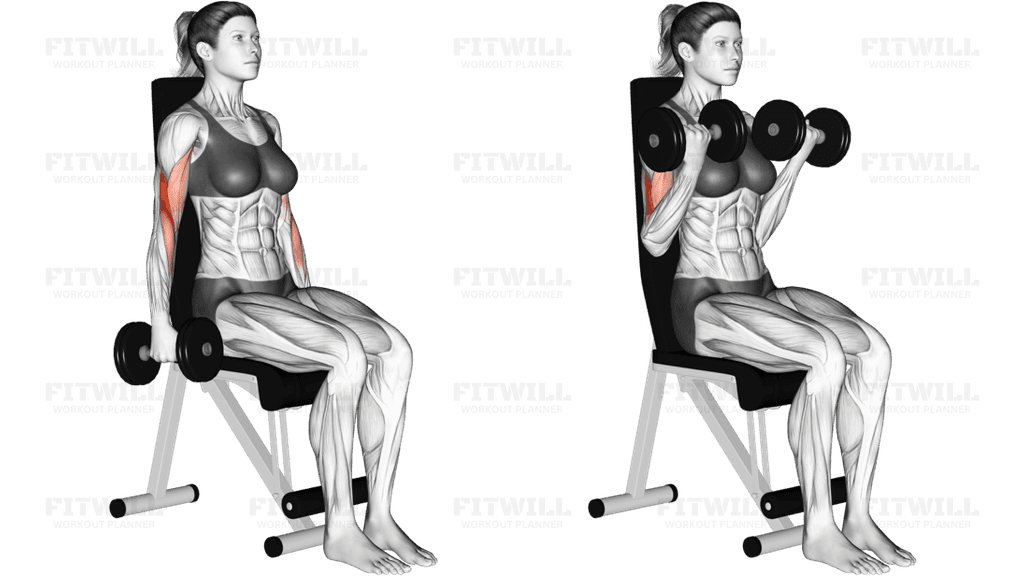 Dumbbell Seated Curl