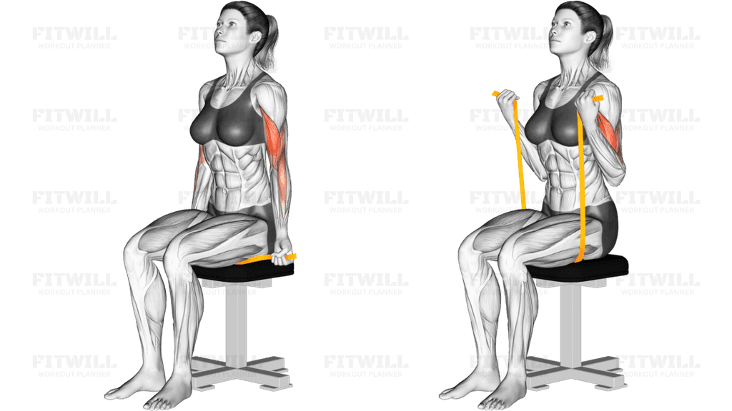 Resistance Band Seated Biceps Curl