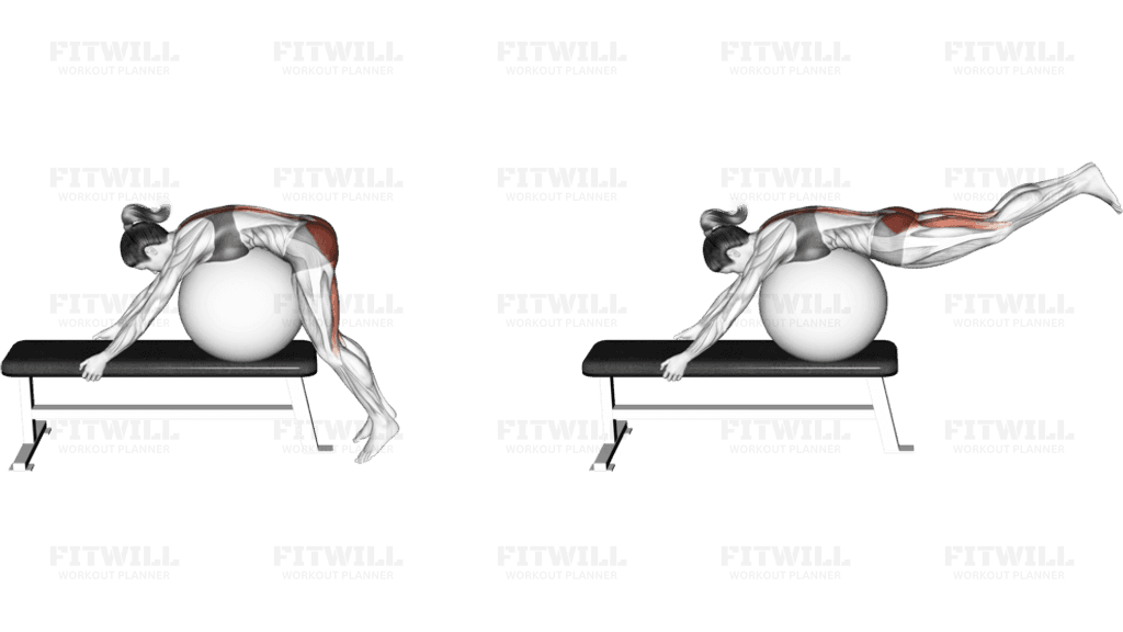 Stability Ball Reverse Hyperextension (off a bench)