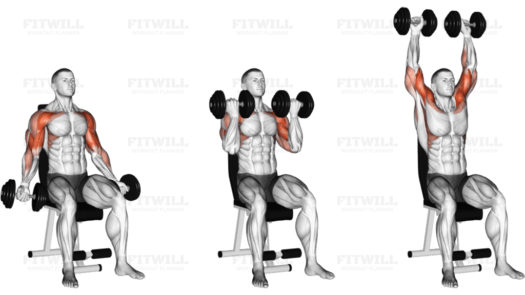 Dumbbell Seated Biceps Curl to Shoulder Press