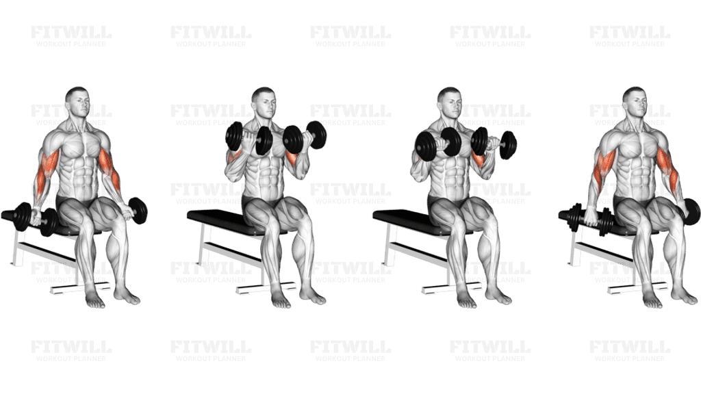 Dumbbell Seated Zottman Curl