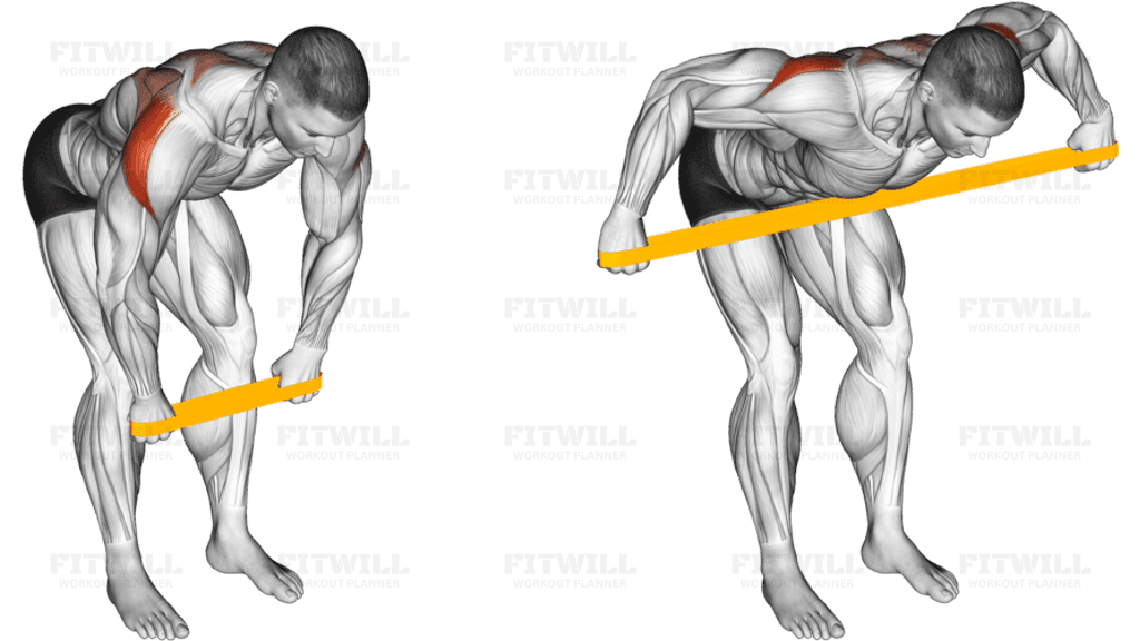 Resistance Band Bent Over Rear Delt Fly