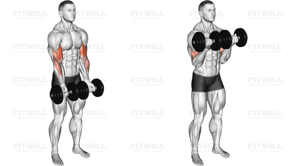 Dumbbell Close Grip Curl